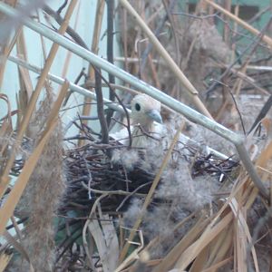 Pied Imperial-pigeon