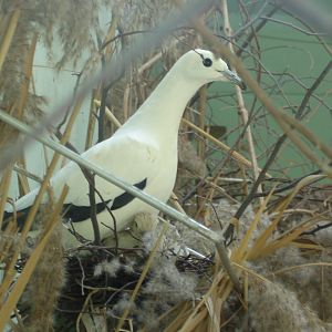 Pied Imperial-pigeon