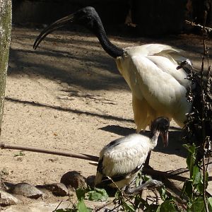 Sacred ibis