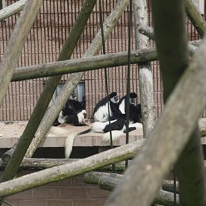 Colobus with baby