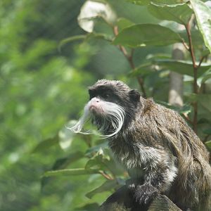 emperor tamarin