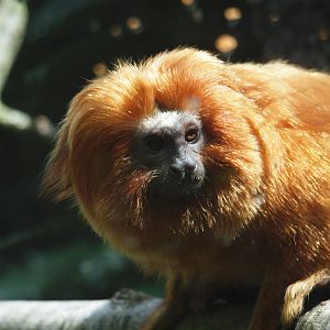 golden lion tamarin