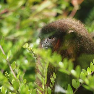 titi monkey