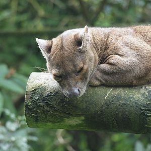 fossa