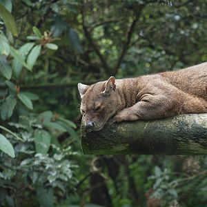 fossa
