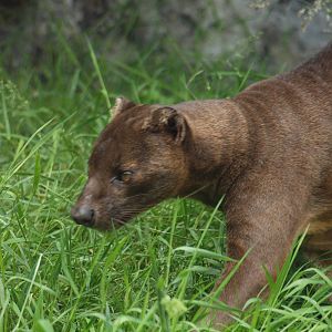 fossa