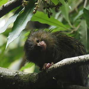 pygmy marmoset