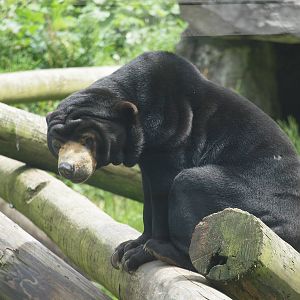 sun bear