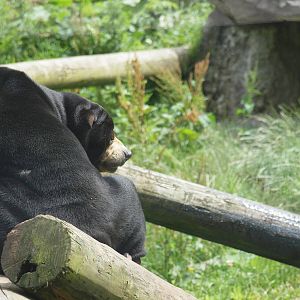 sun bear