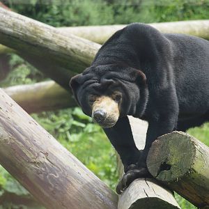 sun bear