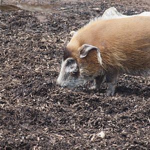 red river hog