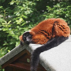 red ruffed lemur