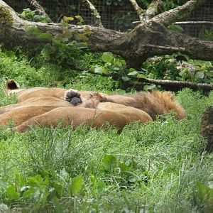 barbary lions