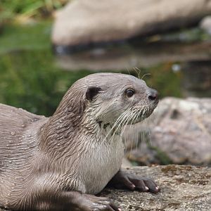 smooth coated otter