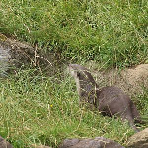 smooth coated otter