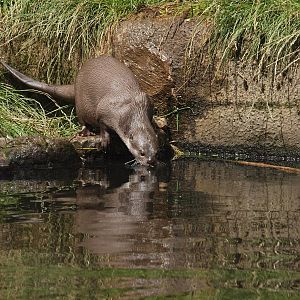 smooth coated otter