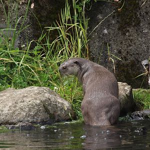 smooth coated otter
