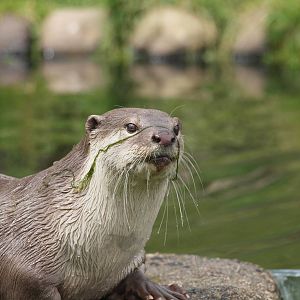 smooth coated otter