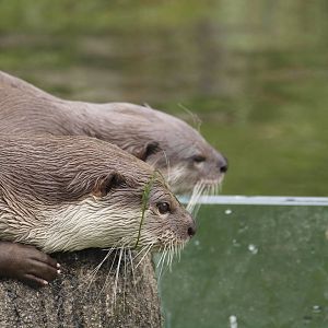 smooth coated otters