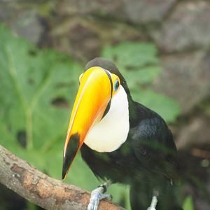 toco toucan