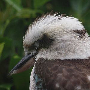 kookaburra