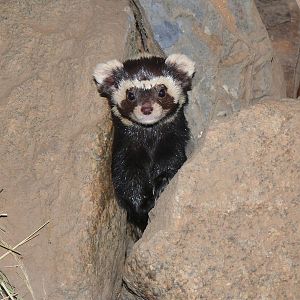 Syrian marbeled polecat