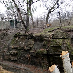Asian Forest - Amur Tiger Exhibit
