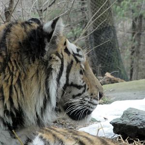 Asian Forest - Amur Tiger
