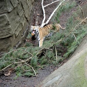 Asian Forest - Amur Tiger