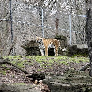 Asian Forest - Amur Tiger