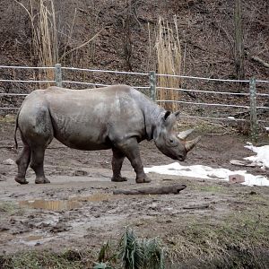 African Savannah - Black Rhinoceros