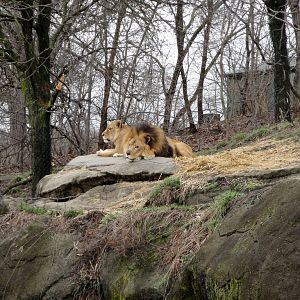 African Savannah - Lion