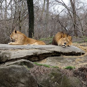 African Savannah - Lions