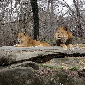 African Savannah - Lions