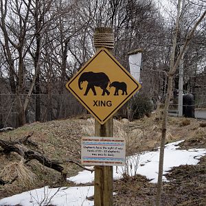 African Savannah - Elephant Crossing