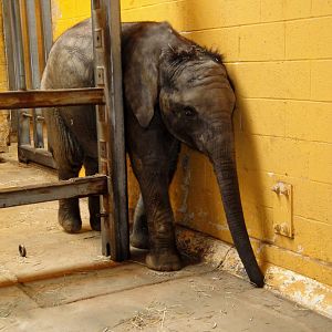 African Savannah - Baby African Elephant