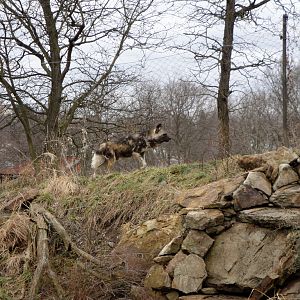 African Savannah - African Wild Dog