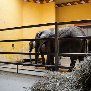 African Savannah - African Elephants