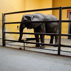 African Savannah - African Elephant
