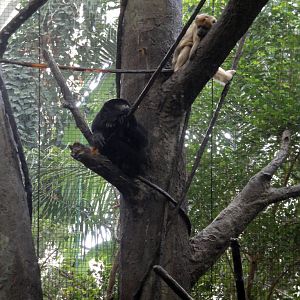 Tropical Forest - Black Howler Monkeys