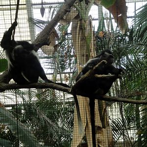 Tropical Forest - Colobus Monkey