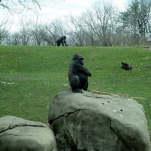 Tropical Forest - Lowland Gorilla