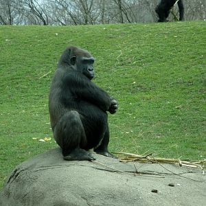 Tropical Forest - Lowland Gorilla