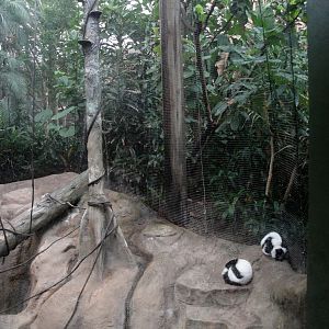 Tropical Forest - Black-and-White Ruffed Lemurs