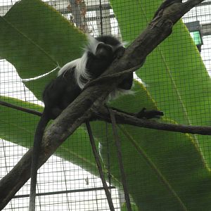 Tropical Forest - Colobus Monkey