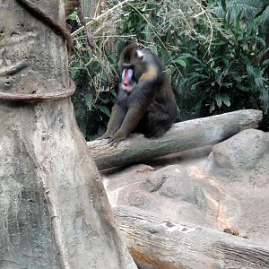 Tropical Forest - Mandrill