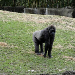 Tropical Forest - Lowland Gorilla
