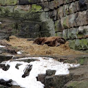 Bears - Grizzly Bear