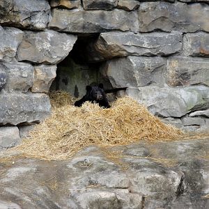 Bears - North American Black Bear