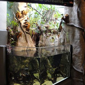 PPG Aquarium - Asian Island Steams Exhibit